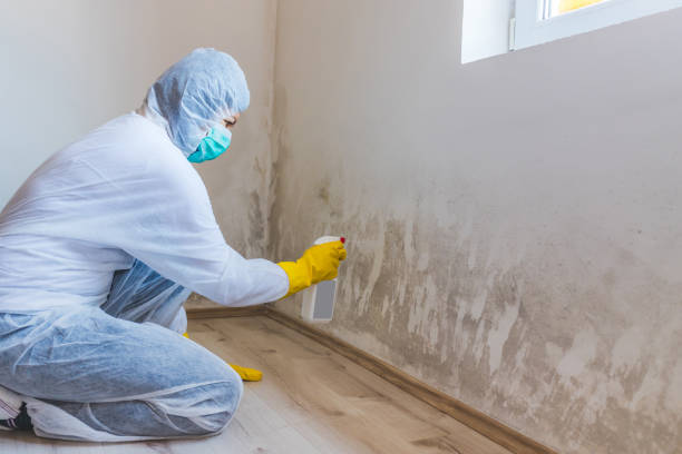 Licensed Mold Remediation service in Plantation, FL - WQB Mold Removal